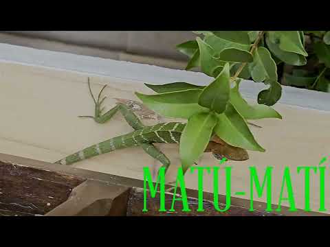 The Chameleons Couple,Wild Sri Lanka,October 2025