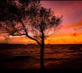 Tree Silhouette at Sunset Photography
