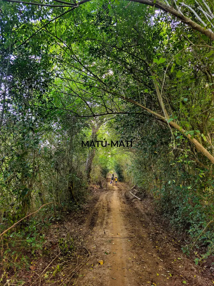 Walking in the forest